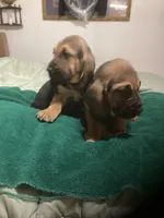 Bloodhound males and females, a male Bloodhound for sale in Albemarle, NC – Photo 3 of 6