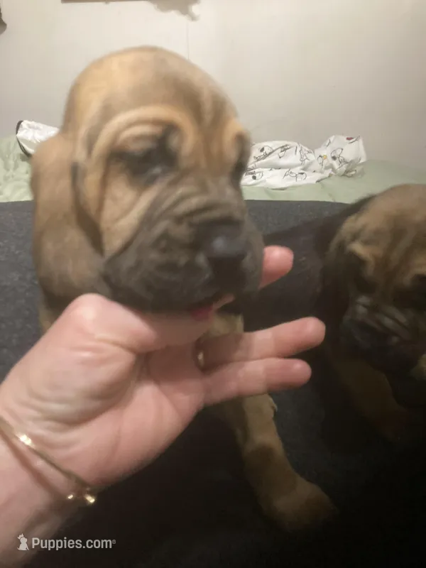 Bloodhound males and females