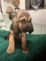 Bloodhound males and females, a male Bloodhound for sale in Albemarle, NC – Photo 2 of 6