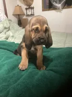 Bloodhound males and females, a male Bloodhound for sale in Albemarle, NC – Photo 6 of 6