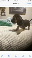 Bloodhound males and females, a male Bloodhound for sale in Albemarle, NC – Photo 5 of 6