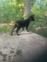 German Shepherd boy, a male German Shepherd Dog for sale in Albemarle, NC – 4 of 5