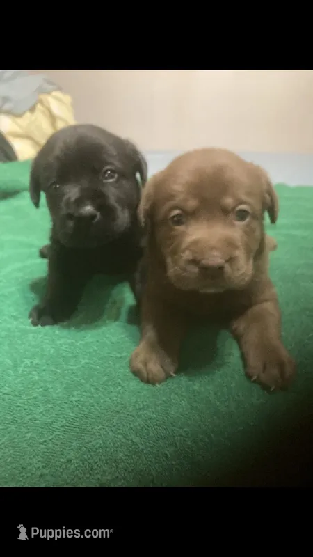 Musket puppies, a male Labrador Retriever for sale in Albemarle, NC – Photo 1 of 10