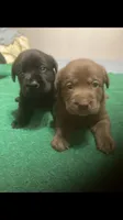 Musket puppies, a male Labrador Retriever for sale in Albemarle, NC – Photo 1 of 10