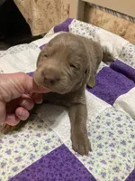 Silver girl, a female Labrador Retriever for sale in Albemarle, NC – Photo 6 of 8