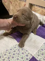 Silver girl, a female Labrador Retriever for sale in Albemarle, NC – Photo 7 of 8