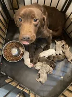 Silver girl, a female Labrador Retriever for sale in Albemarle, NC – Photo 2 of 8
