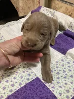 Silver girl, a female Labrador Retriever for sale in Albemarle, NC – Photo 5 of 8