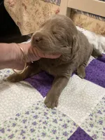 Silver girl, a female Labrador Retriever for sale in Albemarle, NC – Photo 4 of 8