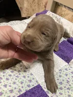Silver girl, a female Labrador Retriever for sale in Albemarle, NC – Photo 8 of 8