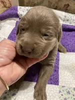 Silver girl, a female Labrador Retriever for sale in Albemarle, NC – Photo 3 of 8