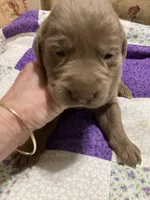 Silver girl, a female Labrador Retriever for sale in Albemarle, NC – Photo 1 of 8