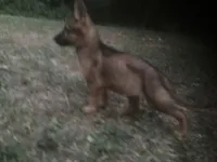 German Shepherd girl, a female German Shepherd Dog for sale in Albemarle, NC – 3 of 4