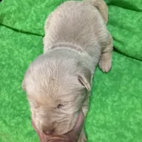 Yellow boy, a male Labrador Retriever for sale in Albemarle, NC – Photo 8 of 8
