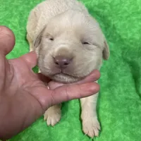 Yellow boy, a male Labrador Retriever for sale in Albemarle, NC – Photo 1 of 8
