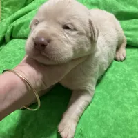 Yellow boy, a male Labrador Retriever for sale in Albemarle, NC – Photo 4 of 8