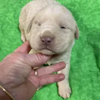 Yellow boy, a male Labrador Retriever for sale in Albemarle, NC – Photo 5 of 8