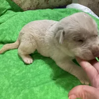 Yellow boy, a male Labrador Retriever for sale in Albemarle, NC – Photo 7 of 8