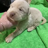 Yellow boy, a male Labrador Retriever for sale in Albemarle, NC – Photo 3 of 8