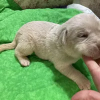 Yellow boy, a male Labrador Retriever for sale in Albemarle, NC – Photo 6 of 8