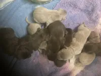 Chocolate and silver puppies, a female Labrador Retriever for sale in Albemarle, NC – Photo 2 of 2