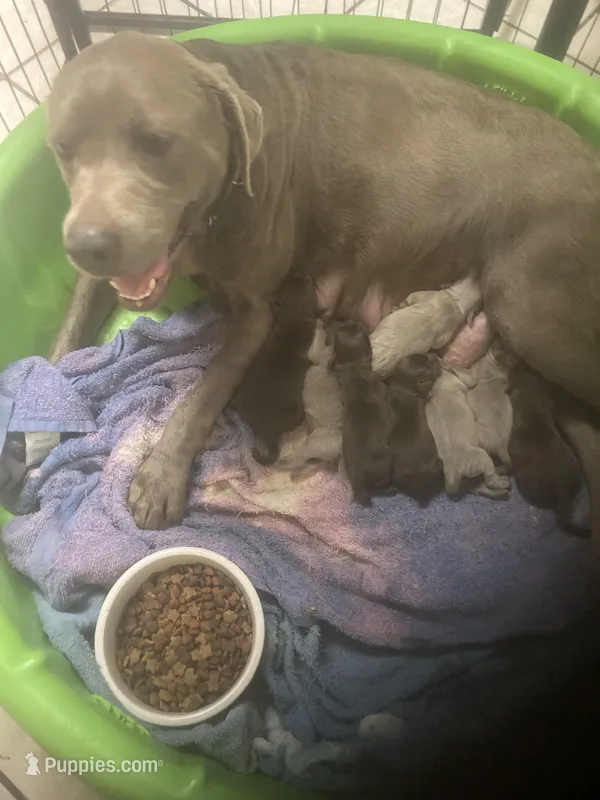 Chocolate and silver puppies, a female Labrador Retriever for sale in Albemarle, NC – Photo 1 of 2