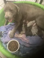 Chocolate and silver puppies, a female Labrador Retriever for sale in Albemarle, NC – Photo 1 of 2
