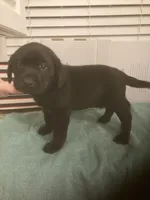 Black Lab male and female, a male Labrador Retriever for sale in Albemarle, NC – Photo 8 of 8