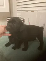 Black Lab male and female, a male Labrador Retriever for sale in Albemarle, NC – Photo 3 of 8