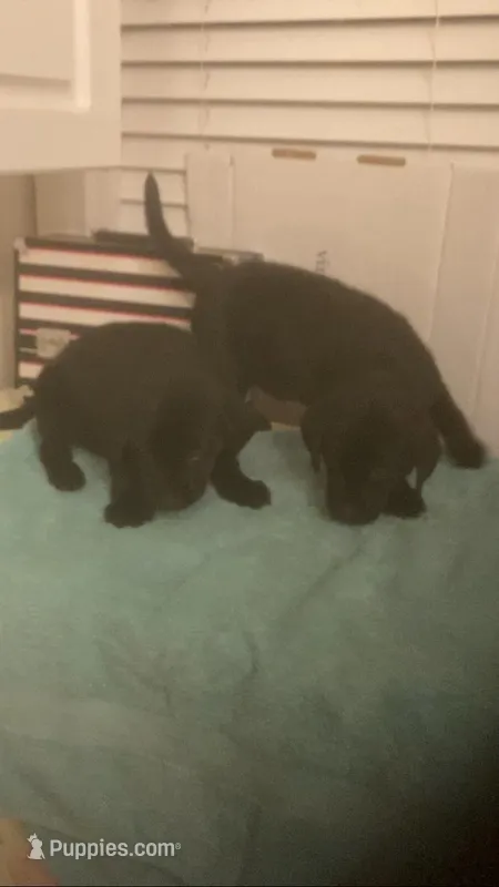 Black Lab male and female