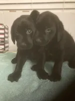 Black Lab male and female, a male Labrador Retriever for sale in Albemarle, NC – Photo 5 of 8