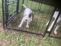 Jack Russell girl, a female Jack Russell Terrier for sale in Albemarle, NC – 3 of 4