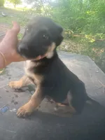 German Shepherd boy, a male German Shepherd Dog for sale in Albemarle, NC – 3 of 5