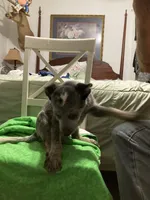 Australian Shepherd boy, a male Australian Cattle Dog for sale in Albemarle, NC – 3 of 9