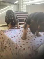 Bloodhound females and males, a female Bloodhound for sale in Albemarle, NC – Photo 5 of 10