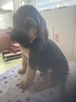 Bloodhound females and males, a female Bloodhound for sale in Albemarle, NC – Photo 6 of 10
