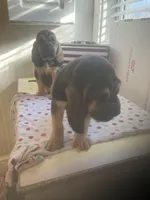 Bloodhound females and males, a female Bloodhound for sale in Albemarle, NC – Photo 7 of 10