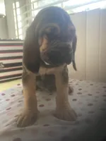 Bloodhound females and males, a female Bloodhound for sale in Albemarle, NC – Photo 9 of 10