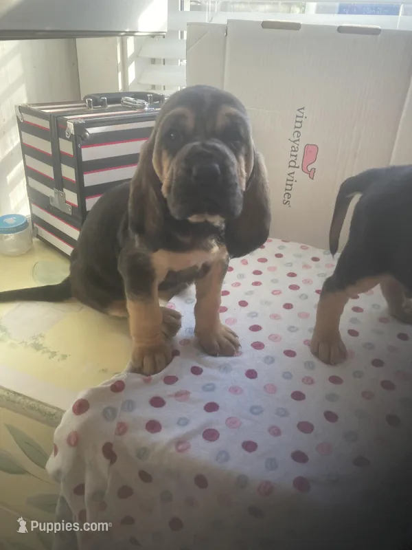 Bloodhound females and males