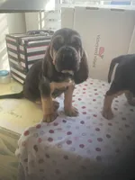 Bloodhound females and males, a female Bloodhound for sale in Albemarle, NC – Photo 1 of 10