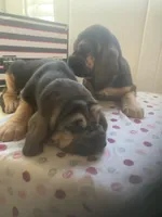 Bloodhound females and males, a female Bloodhound for sale in Albemarle, NC – Photo 8 of 10