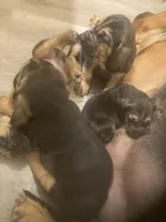 Bloodhound females and males, a female Bloodhound for sale in Albemarle, NC – Photo 4 of 10