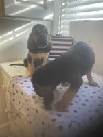 Bloodhound females and males, a female Bloodhound for sale in Albemarle, NC – Photo 10 of 10