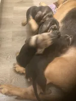 Bloodhound females and males, a female Bloodhound for sale in Albemarle, NC – Photo 2 of 10