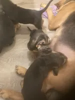 Bloodhound females and males, a female Bloodhound for sale in Albemarle, NC – Photo 3 of 10