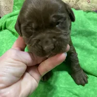 Chocolate boy, a male Labrador Retriever for sale in Albemarle, NC – Photo 7 of 8