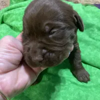 Chocolate boy, a male Labrador Retriever for sale in Albemarle, NC – Photo 3 of 8