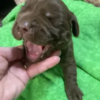 Chocolate boy, a male Labrador Retriever for sale in Albemarle, NC – Photo 1 of 8