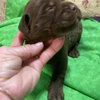 Chocolate boy, a male Labrador Retriever for sale in Albemarle, NC – Photo 8 of 8