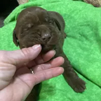 Chocolate boy, a male Labrador Retriever for sale in Albemarle, NC – Photo 5 of 8